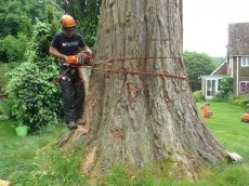 06 treeability-giant-redwood-6