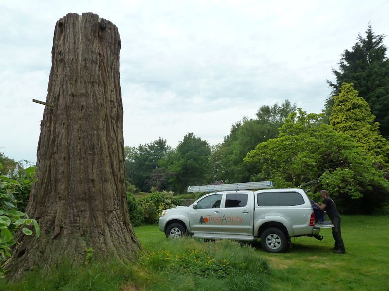 001 treeability-giant-redwood