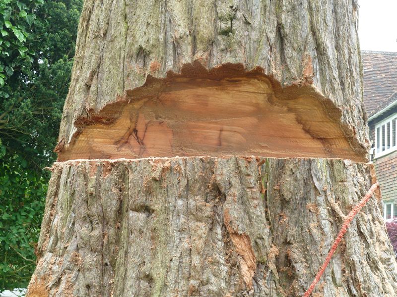 011 treeability-giant-redwood-11