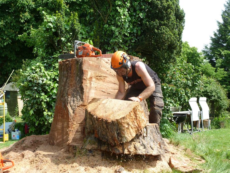 016 treeability-giant-redwood-16