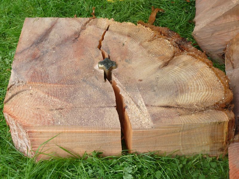 019 treeability-giant-redwood-19