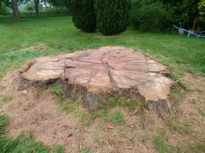 treeability-giant-redwood-25