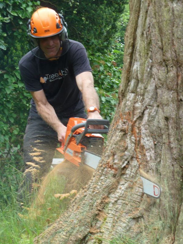 005 treeability-giant-redwood