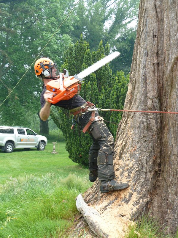 09 treeability-giant-redwood-9