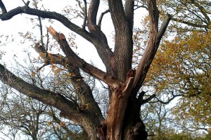 A veteran tree - TreeAbility