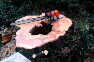 tump removal - TreeAbility