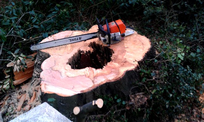 stump removal - TreeAbility