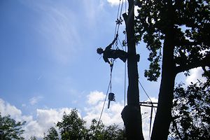 TreeAbility Tree Pruning Services