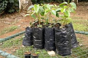 TreeAbility Planting