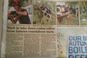 Article about TreeAbility and the Otford Pond. Pruning the willow tree for Otford Parish Council
